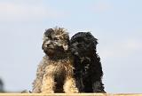 PETIT CHIEN LION 169